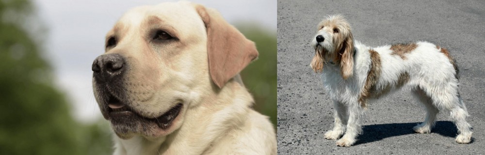Grand Basset Griffon Vendeen vs Labrador Retriever - Breed Comparison