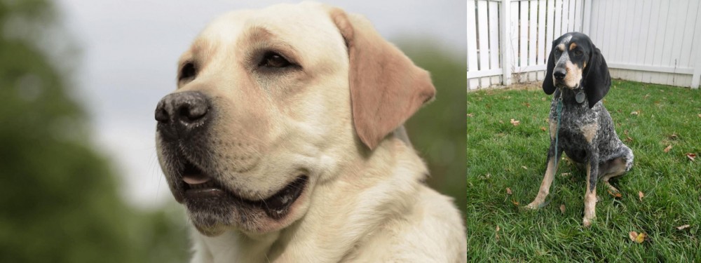 Grand Bleu de Gascogne vs Labrador Retriever - Breed Comparison