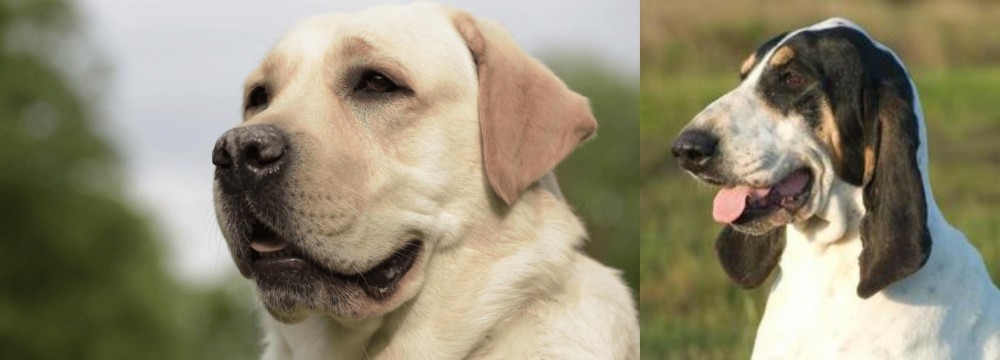 Grand Gascon Saintongeois vs Labrador Retriever - Breed Comparison