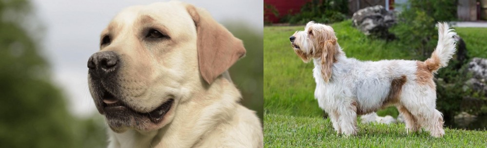 Grand Griffon Vendeen vs Labrador Retriever - Breed Comparison