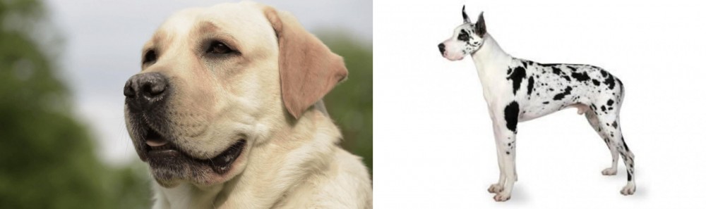 Great Dane vs Labrador Retriever - Breed Comparison