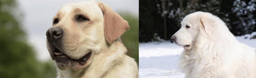 Great Pyrenees vs Labrador Retriever - Breed Comparison