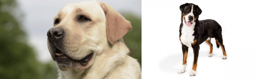 Greater Swiss Mountain Dog vs Labrador Retriever - Breed Comparison