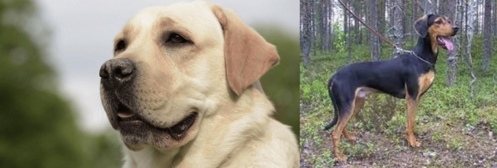 Greek Harehound vs Labrador Retriever - Breed Comparison