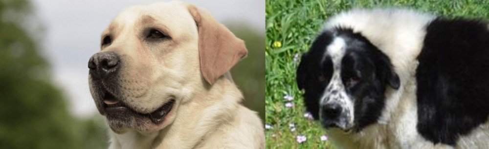 Greek Sheepdog vs Labrador Retriever - Breed Comparison
