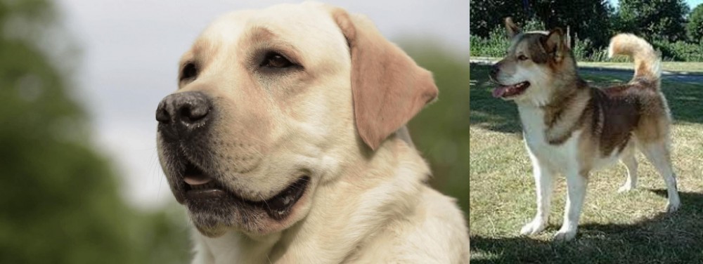 Greenland Dog vs Labrador Retriever - Breed Comparison