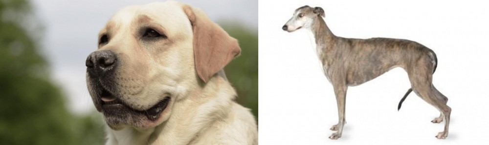 Greyhound vs Labrador Retriever - Breed Comparison