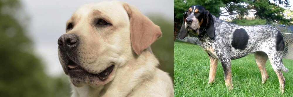 Griffon Bleu de Gascogne vs Labrador Retriever - Breed Comparison