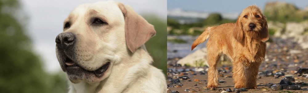Griffon Fauve de Bretagne vs Labrador Retriever - Breed Comparison