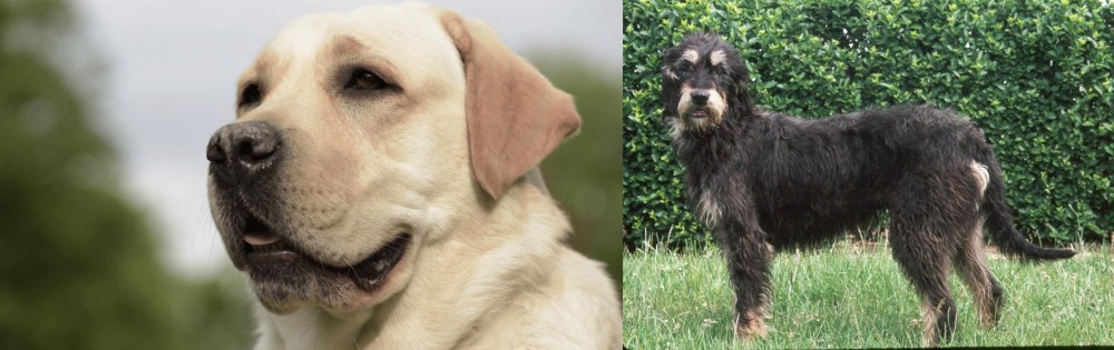 Griffon Nivernais vs Labrador Retriever - Breed Comparison
