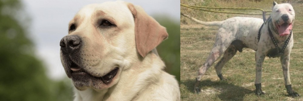 Gull Dong vs Labrador Retriever - Breed Comparison