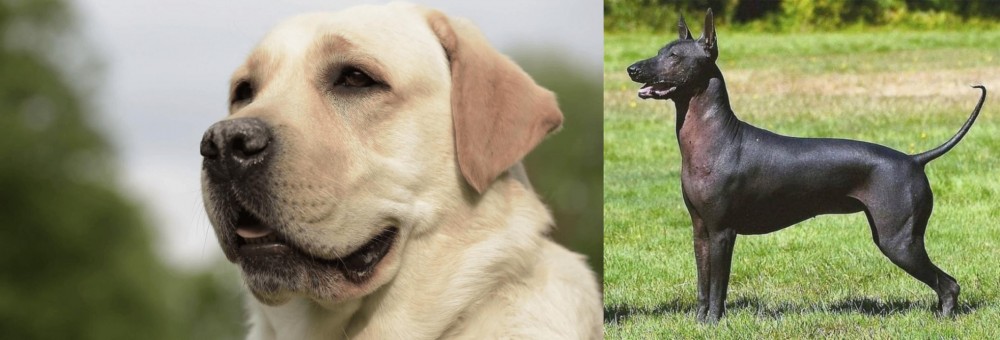 Hairless Khala vs Labrador Retriever - Breed Comparison