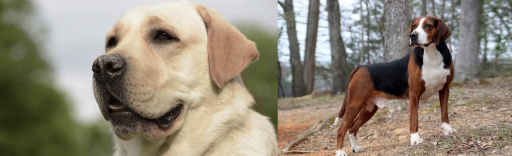 Hamiltonstovare vs Labrador Retriever - Breed Comparison