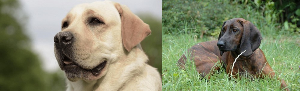 Hanover Hound vs Labrador Retriever - Breed Comparison
