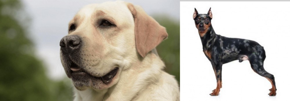 Harlequin Pinscher vs Labrador Retriever - Breed Comparison