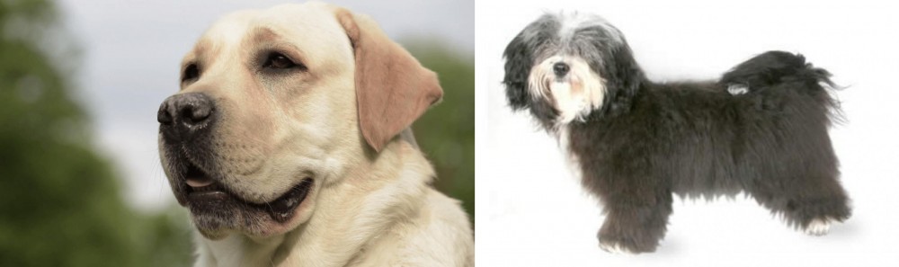 Havanese vs Labrador Retriever - Breed Comparison