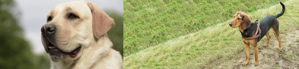 Hellenic Hound vs Labrador Retriever - Breed Comparison