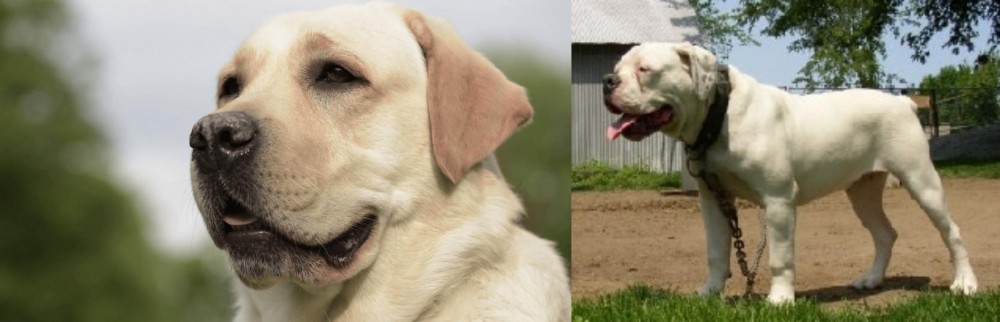 Hermes Bulldogge vs Labrador Retriever - Breed Comparison