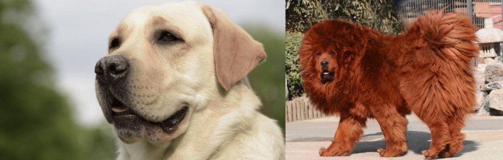 Himalayan Mastiff vs Labrador Retriever - Breed Comparison