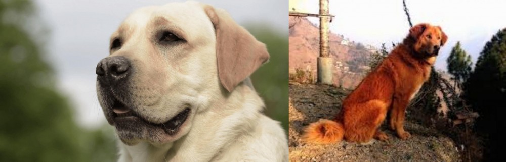 Himalayan Sheepdog vs Labrador Retriever - Breed Comparison