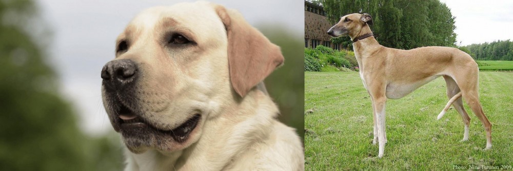 Hortaya Borzaya vs Labrador Retriever - Breed Comparison