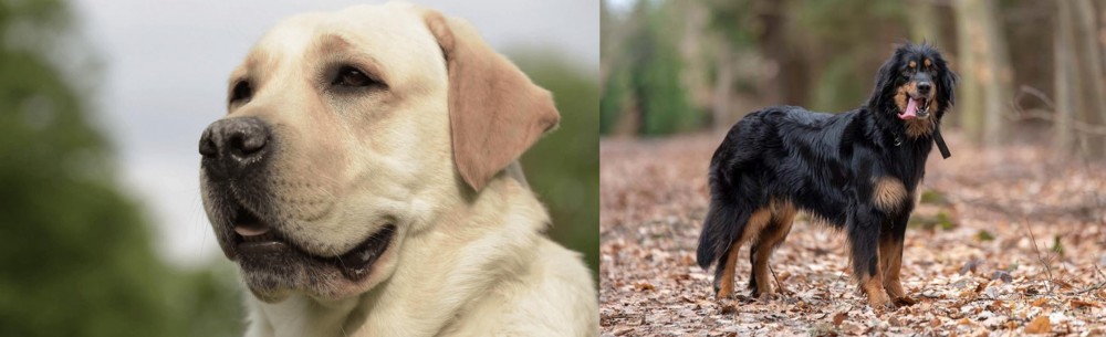 Hovawart vs Labrador Retriever - Breed Comparison