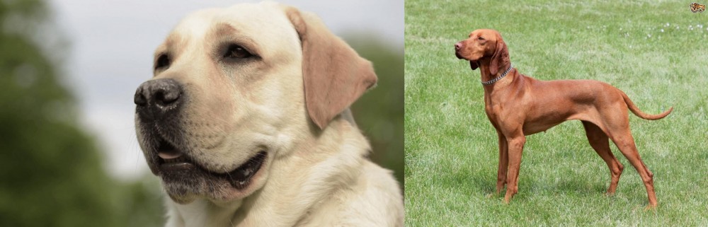 Hungarian Vizsla vs Labrador Retriever - Breed Comparison
