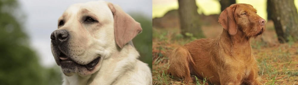 Hungarian Wirehaired Vizsla vs Labrador Retriever - Breed Comparison