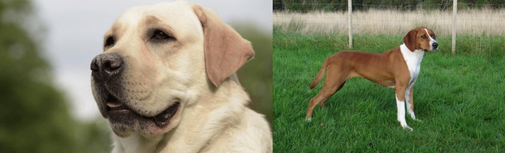 Hygenhund vs Labrador Retriever - Breed Comparison