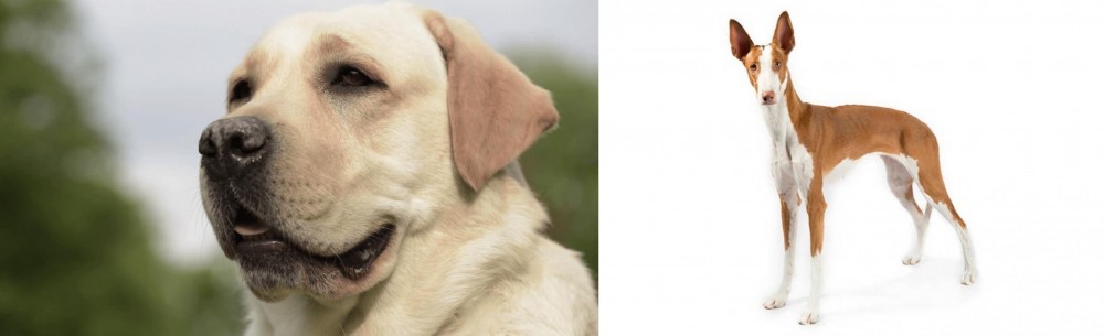 Ibizan Hound vs Labrador Retriever - Breed Comparison