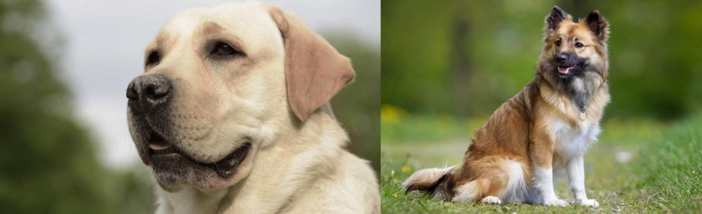 Icelandic Sheepdog vs Labrador Retriever - Breed Comparison