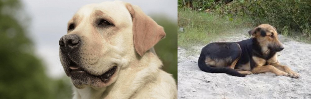 Indian Pariah Dog vs Labrador Retriever - Breed Comparison
