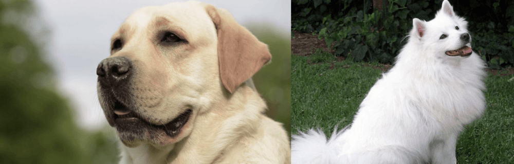 Indian Spitz vs Labrador Retriever - Breed Comparison