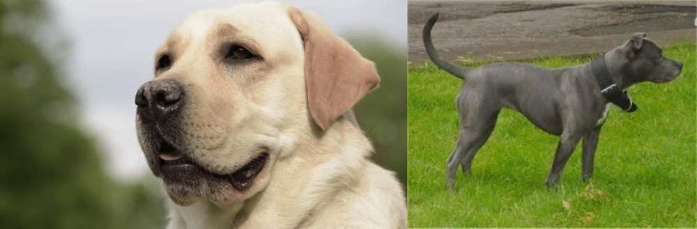 Irish Bull Terrier vs Labrador Retriever - Breed Comparison