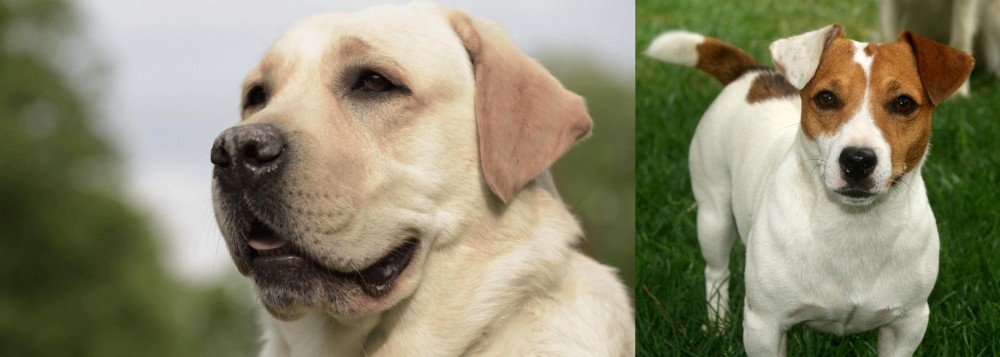 Irish Jack Russell vs Labrador Retriever - Breed Comparison