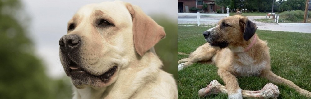 Irish Mastiff Hound vs Labrador Retriever - Breed Comparison