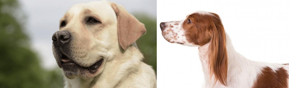 Irish Red and White Setter vs Labrador Retriever - Breed Comparison