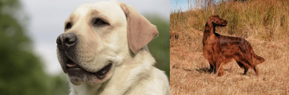 Irish Setter vs Labrador Retriever - Breed Comparison