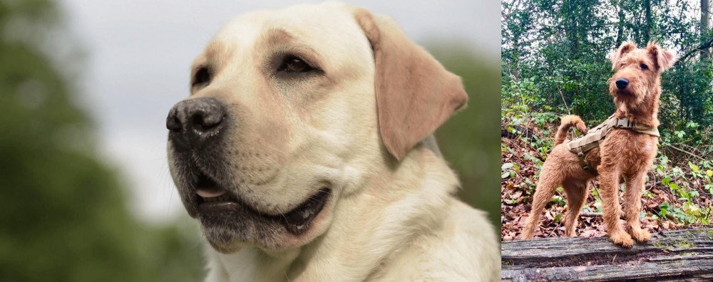Irish Terrier vs Labrador Retriever - Breed Comparison