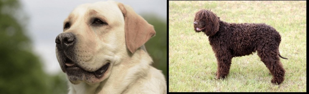 Irish Water Spaniel vs Labrador Retriever - Breed Comparison