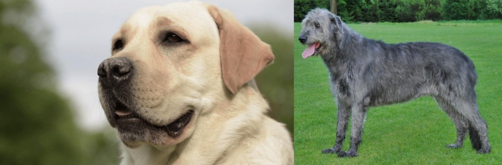 Irish Wolfhound vs Labrador Retriever - Breed Comparison