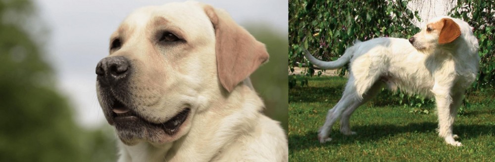 Istarski Ostrodlaki Gonic vs Labrador Retriever - Breed Comparison