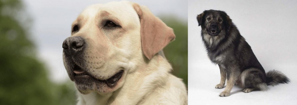 Istrian Sheepdog vs Labrador Retriever - Breed Comparison