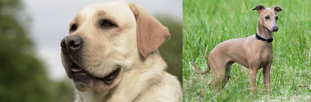 Italian Greyhound vs Labrador Retriever - Breed Comparison