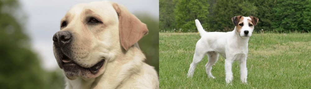 Jack Russell Terrier vs Labrador Retriever - Breed Comparison
