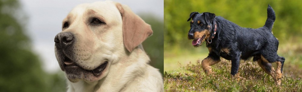 Jagdterrier vs Labrador Retriever - Breed Comparison