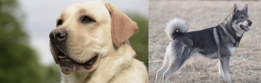 Jamthund vs Labrador Retriever - Breed Comparison
