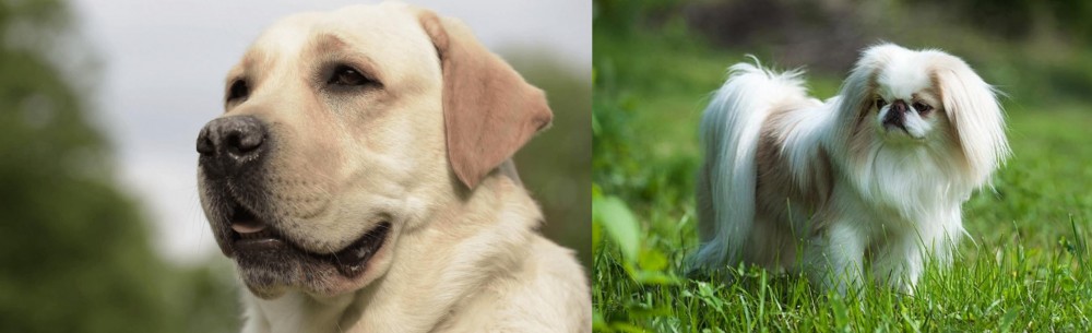 Japanese Chin vs Labrador Retriever - Breed Comparison