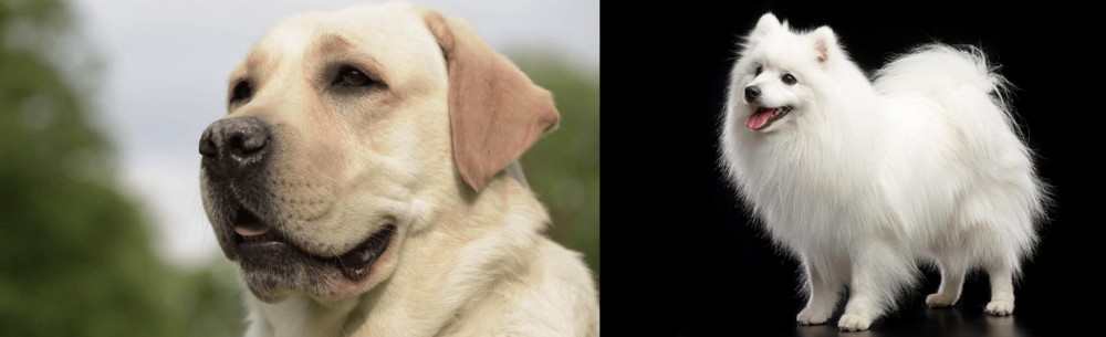 Japanese Spitz vs Labrador Retriever - Breed Comparison