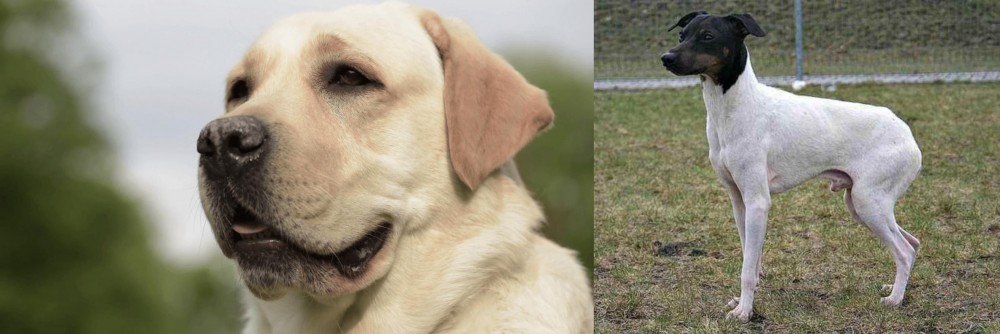 Japanese Terrier vs Labrador Retriever - Breed Comparison